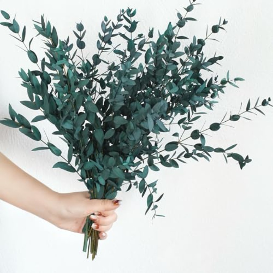 Eucalyptus Preserved - Folhas de Eucalipto Secas Preservadas, Hastes