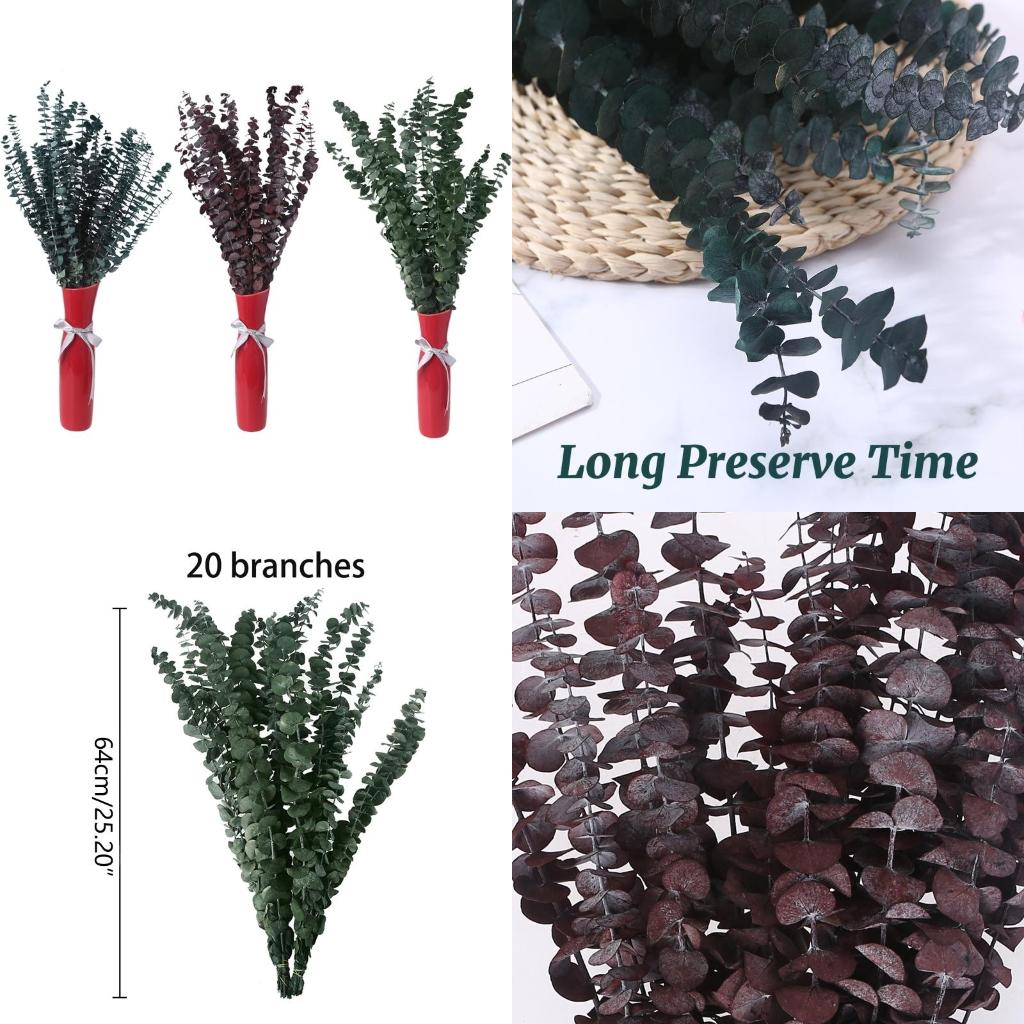 Eucalyptus Preserved - 20 peças preservadas para ramos eucalipto