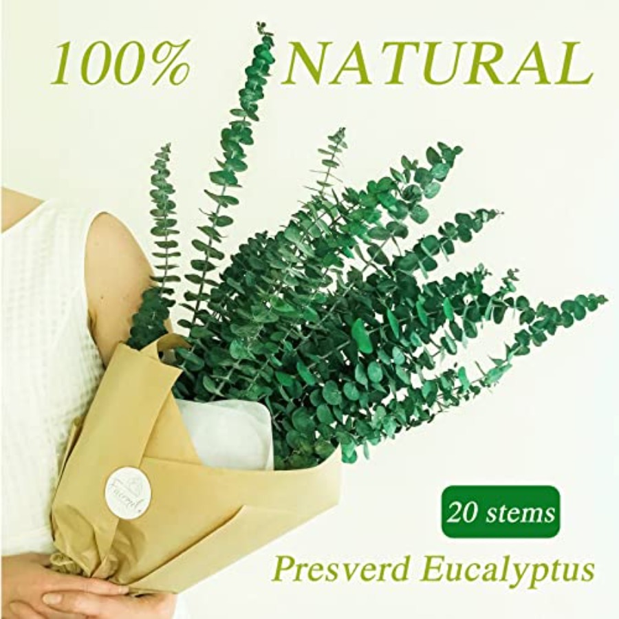 20 Peças de Hastes de Eucalipt - Eucalyptus Preserved avaliação e preço