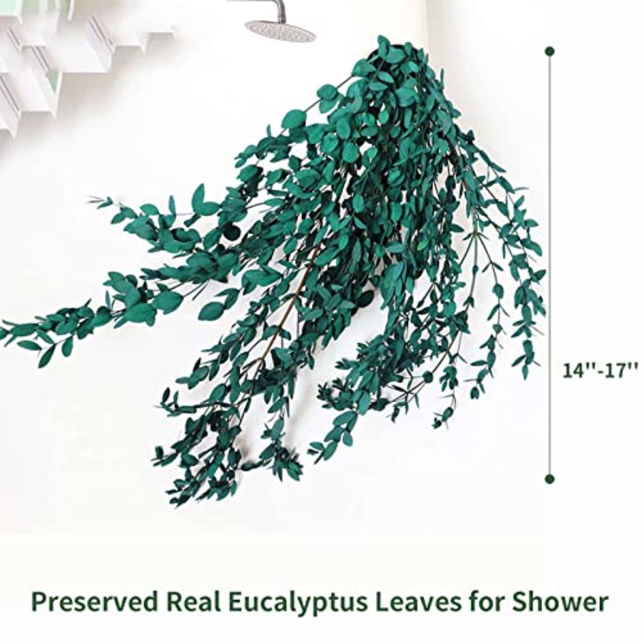Folhas de Eucalipto Secas Pres - Eucalyptus Preserved avaliação e preço