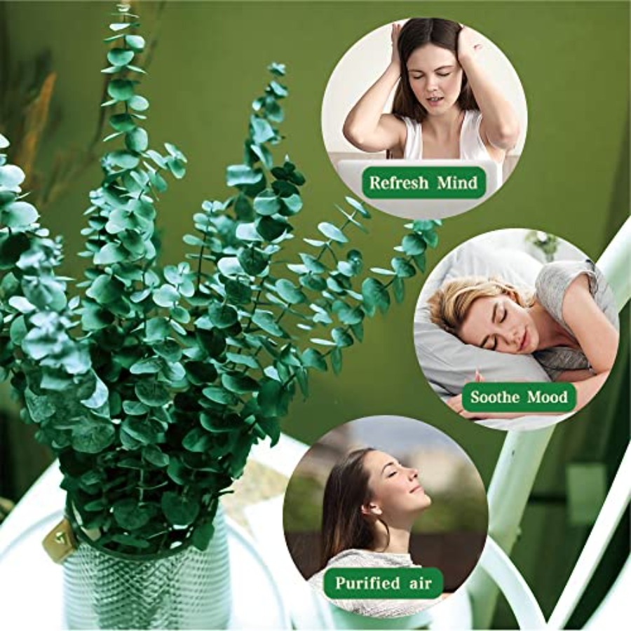 20 Peças de Hastes de Eucalipt - Eucalyptus Preserved avaliação e preço